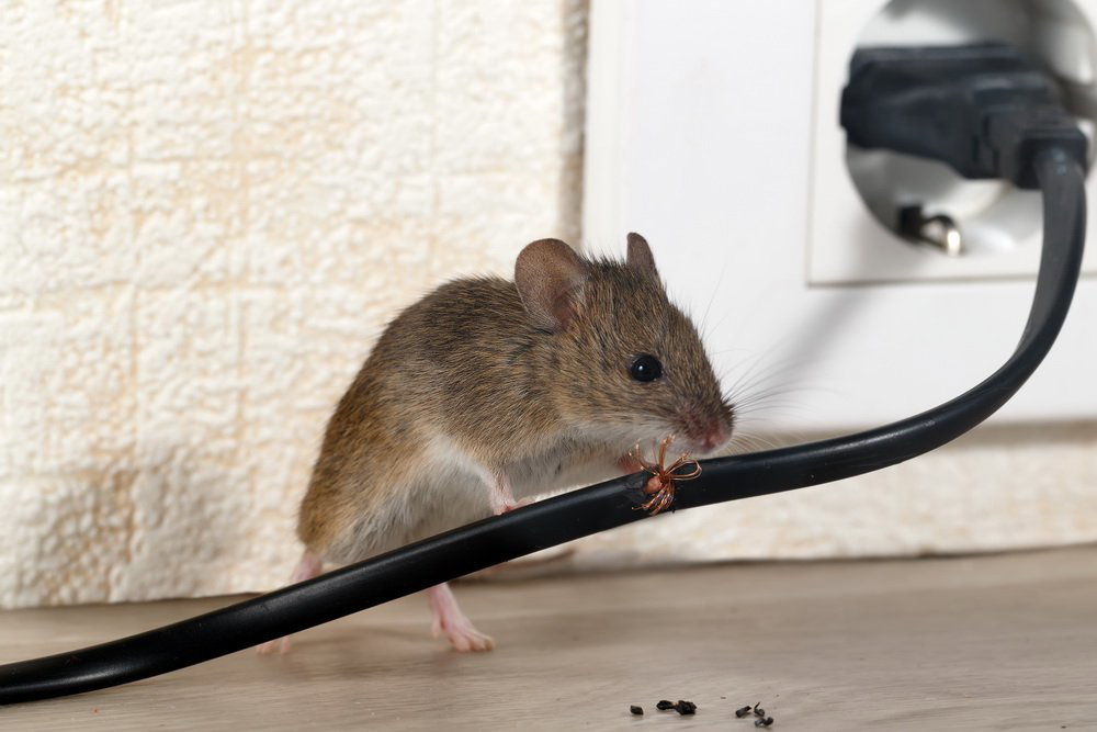 Mouse Repeller Motion Sensor Battery Powered Sonic Sound Anti Rat  Ultrasonic