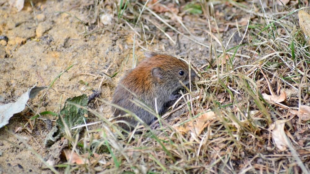 how to get rid of vole