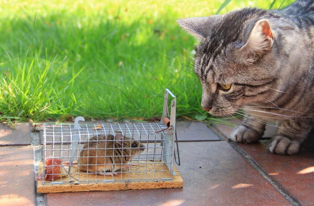 Are Mouse Traps Safe for Cats?