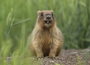 Do Mole and Gopher Sonic Spikes Work on Ground Hogs-1