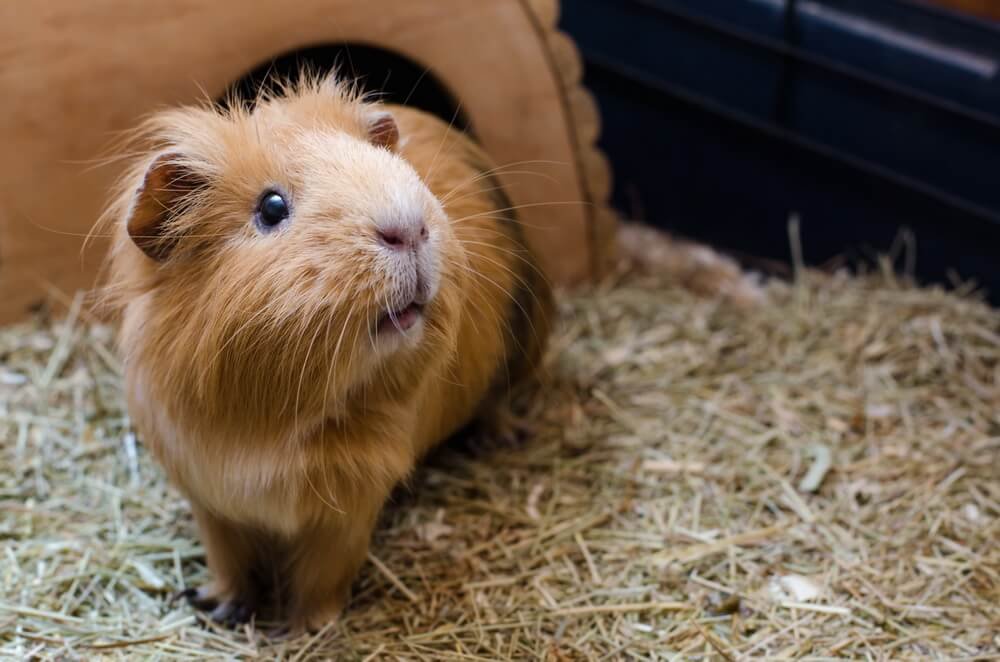 Do ultrasonic mouse repellers affect guinea pigs