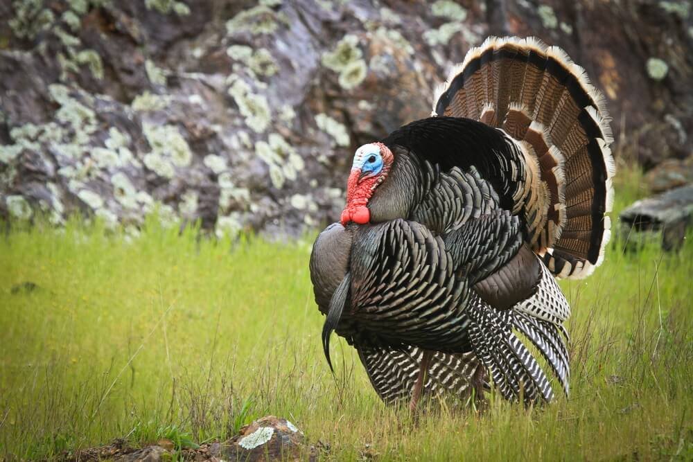 Will ultrasonic animal repeller repel turkeys