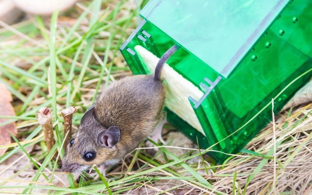 How Far Away Should You Release a Trapped Mouse