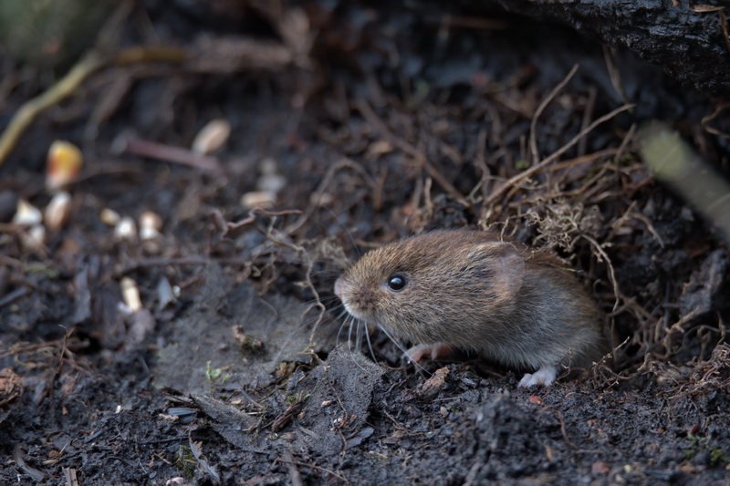 When Are Voles Most Active